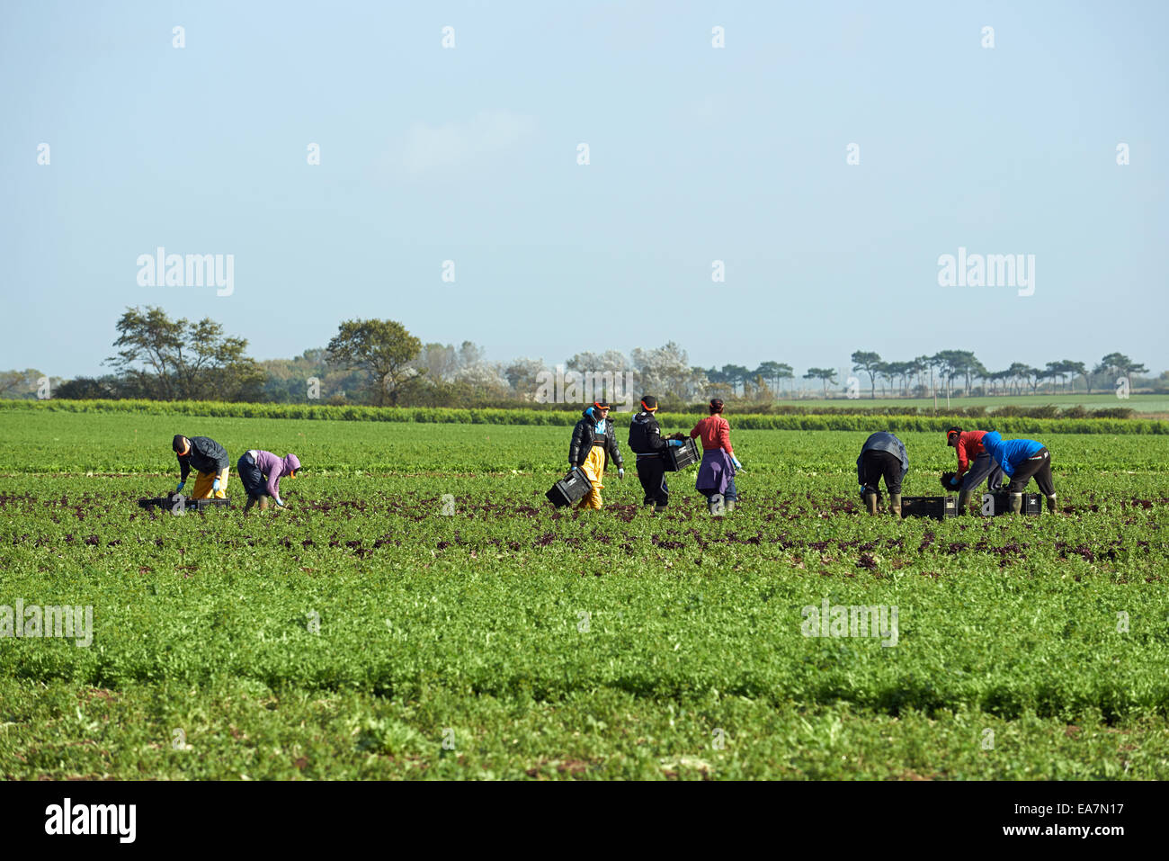 Les travailleurs migrants d'Europe de l'est la récolte de laitues, Bawdsey, Suffolk, UK. Banque D'Images