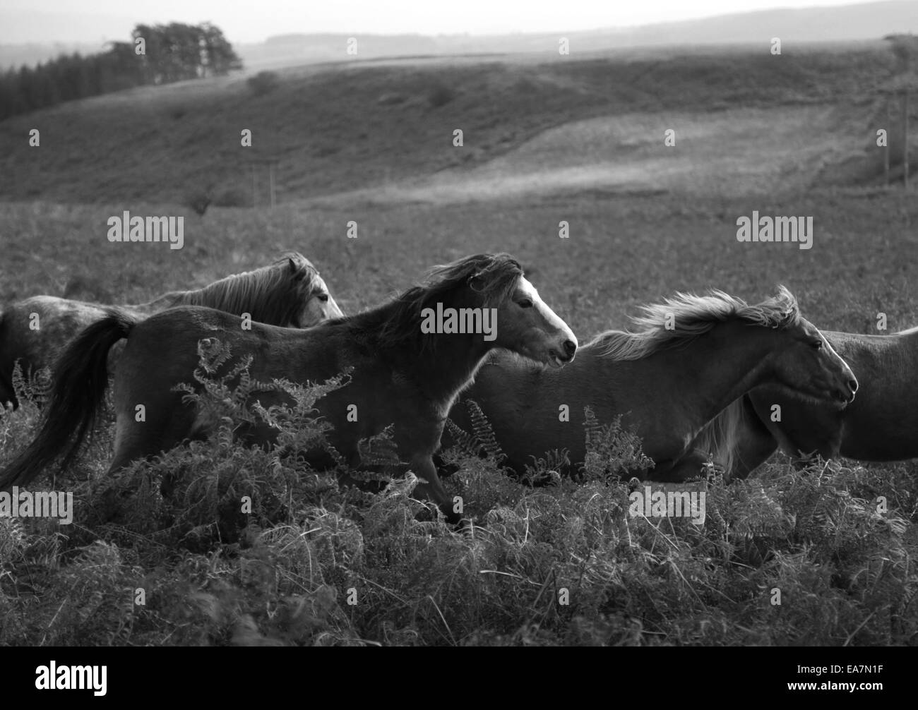 Poneys Welsh sauvages d'exécution sur l'Rhulen Hills, près de Builth Wells, Pays de Galles, Royaume-Uni Banque D'Images