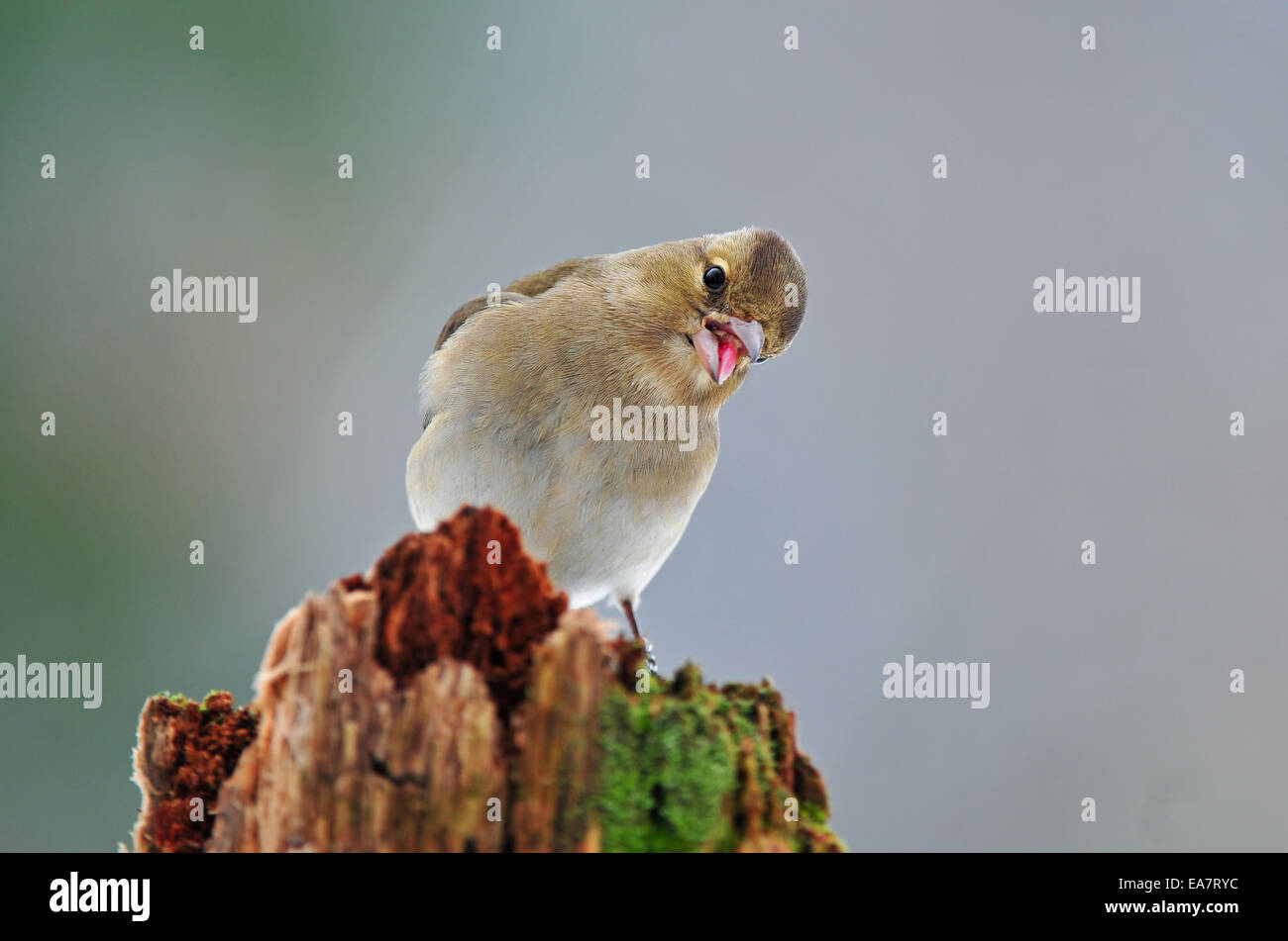 Common chaffinch Banque D'Images