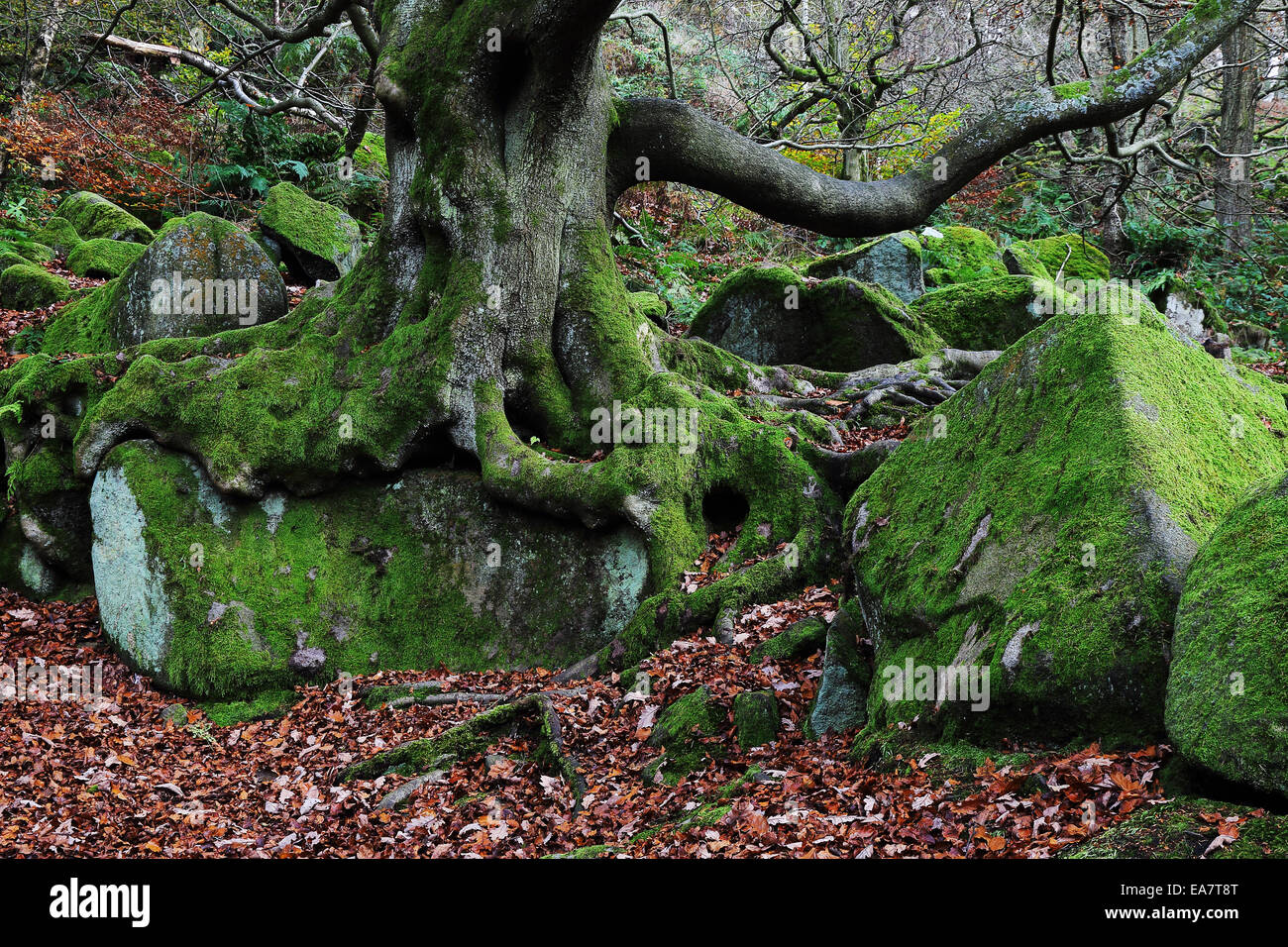 Arbre et rochers dans Padley Gorge, Derbyshire, Angleterre Banque D'Images