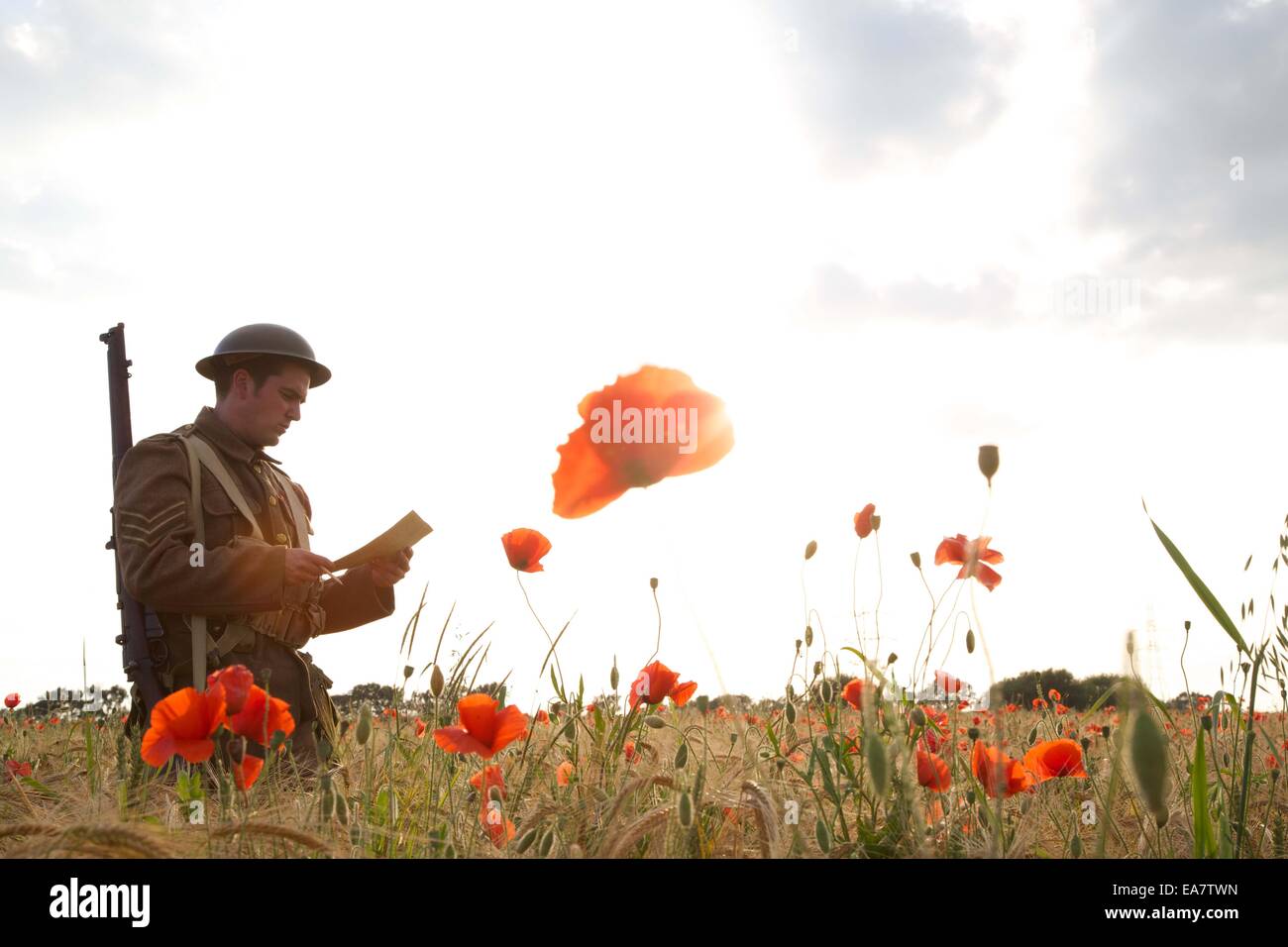 WW1 soldat dans champ de coquelicots Banque D'Images