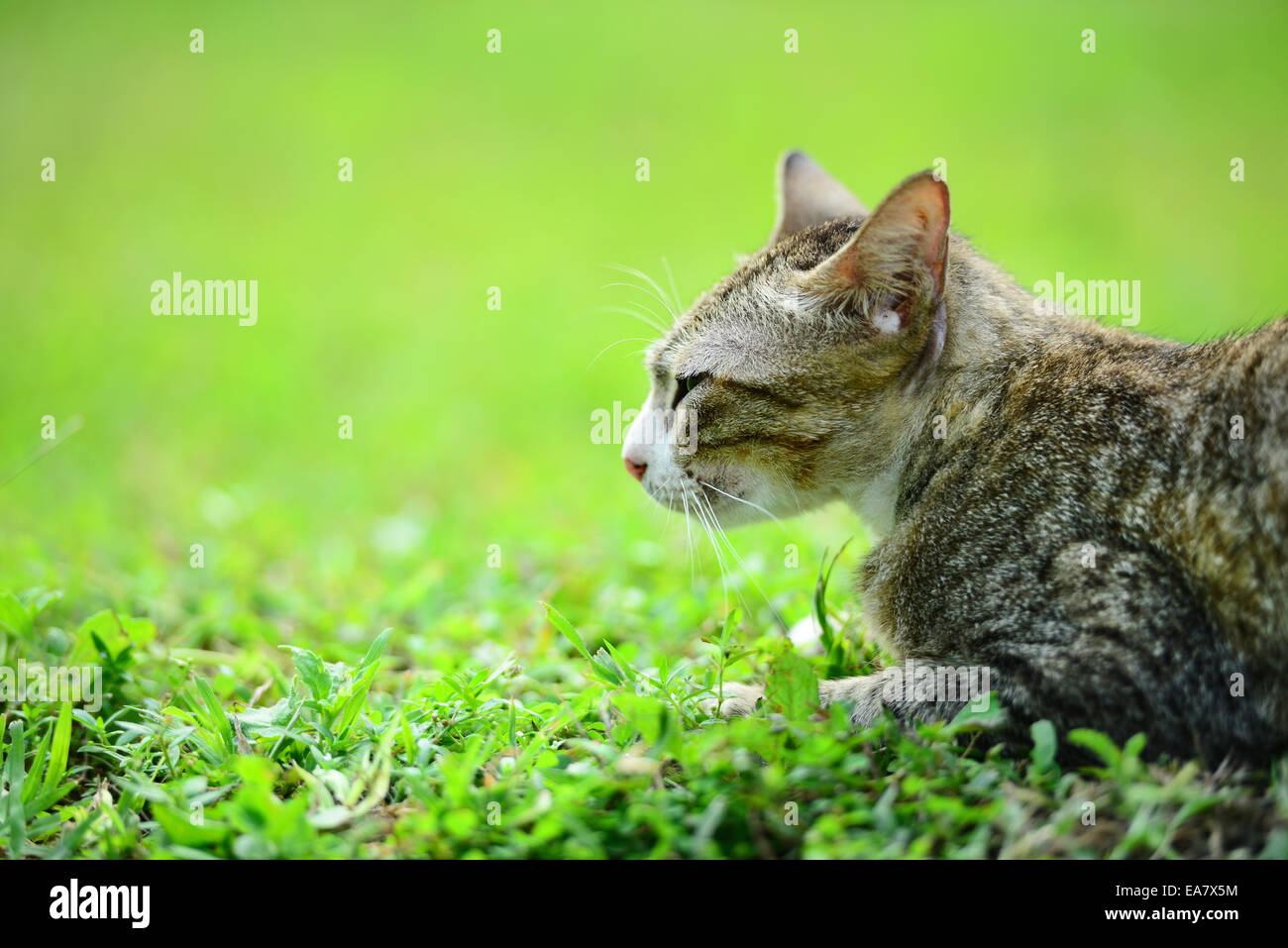 Chat sur l'herbe Banque D'Images