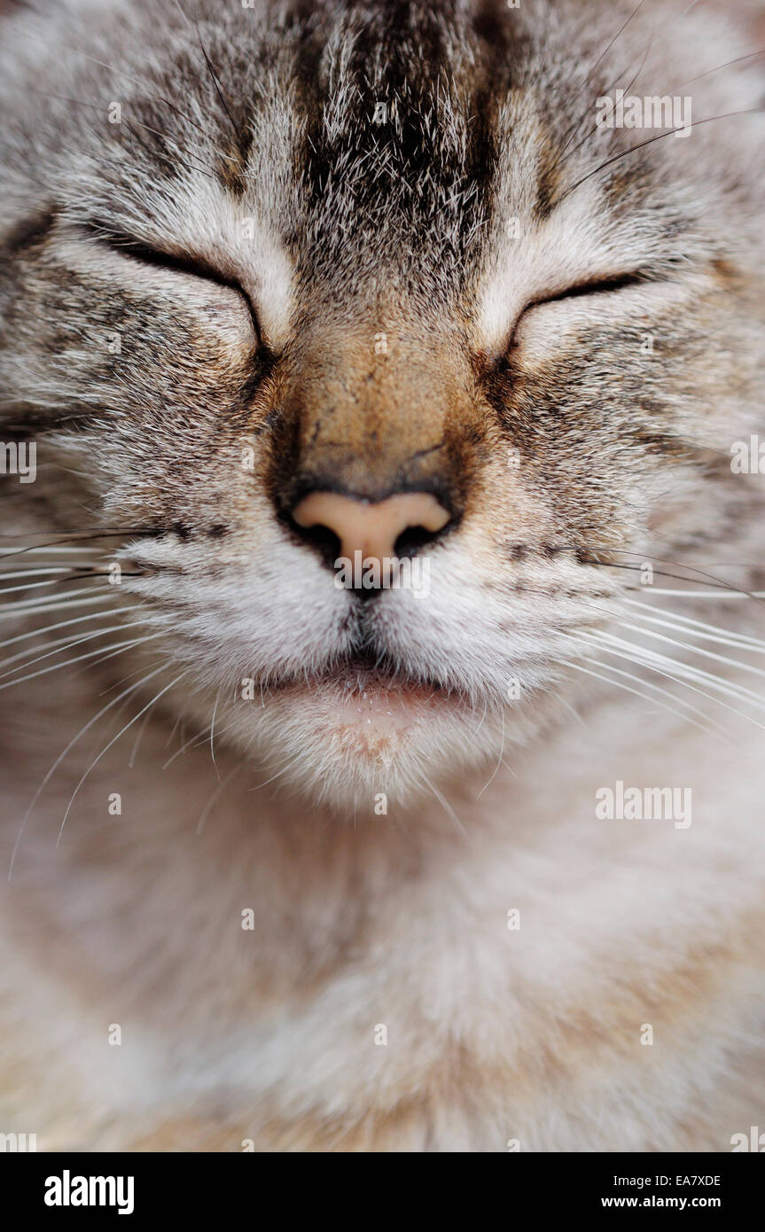 Sieste de chat Banque D'Images