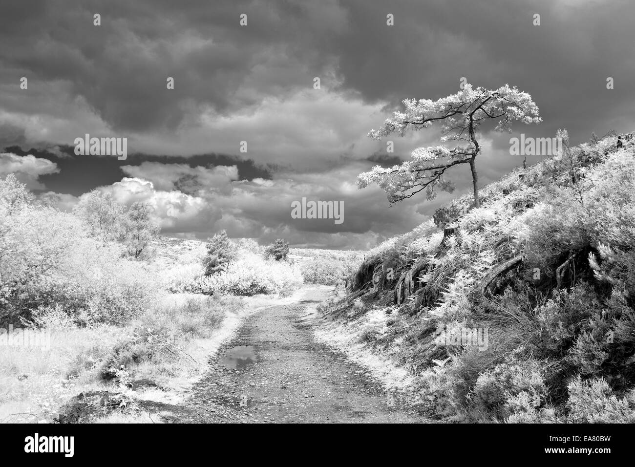 Photographie de paysage infrarouge arbre isolé au-dessus du sentier Cannock Chase aonb staffordshire england uk campagne Banque D'Images