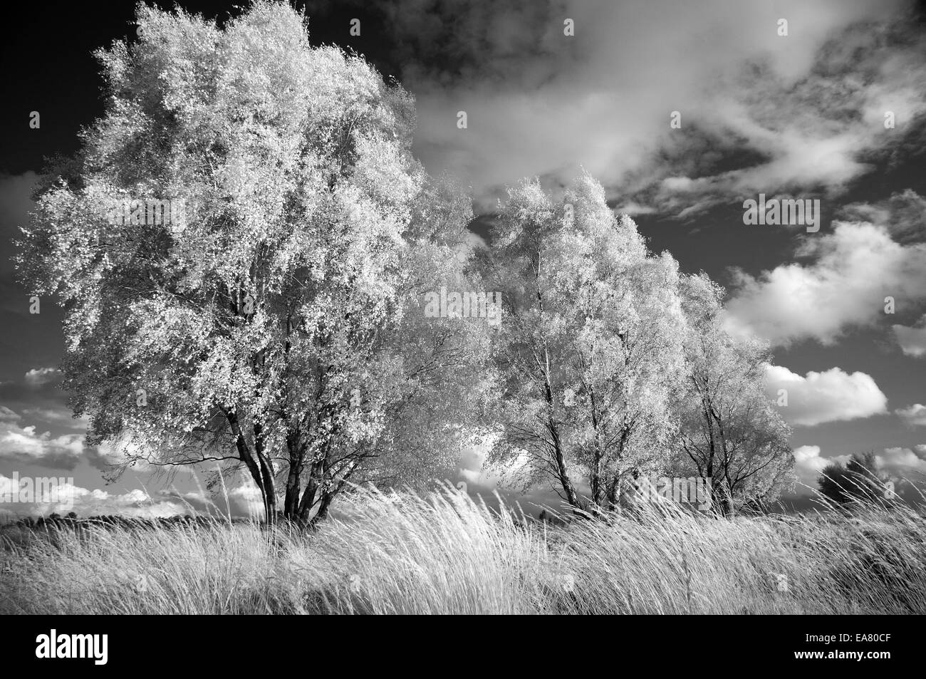 Image infrarouge noir et blanc d'un paysage, Cannock Chase dans une zone de Beauté Naturelle Exceptionnelle Staffordshire England Banque D'Images