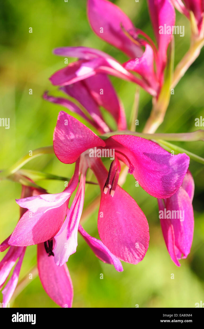 Glaïeul (Gladiolus illyricus illyriennes) Banque D'Images