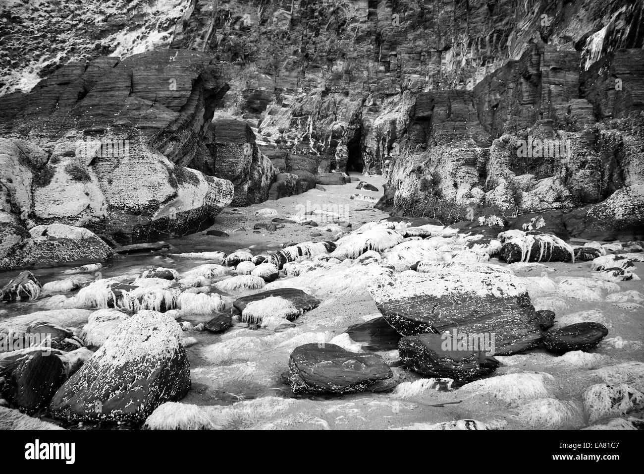 Photographie de paysage couvert de mauvaises herbes de mer rochers côtiers à Tresaith dans Ceredigion, pays de Galles, Royaume-Uni Banque D'Images