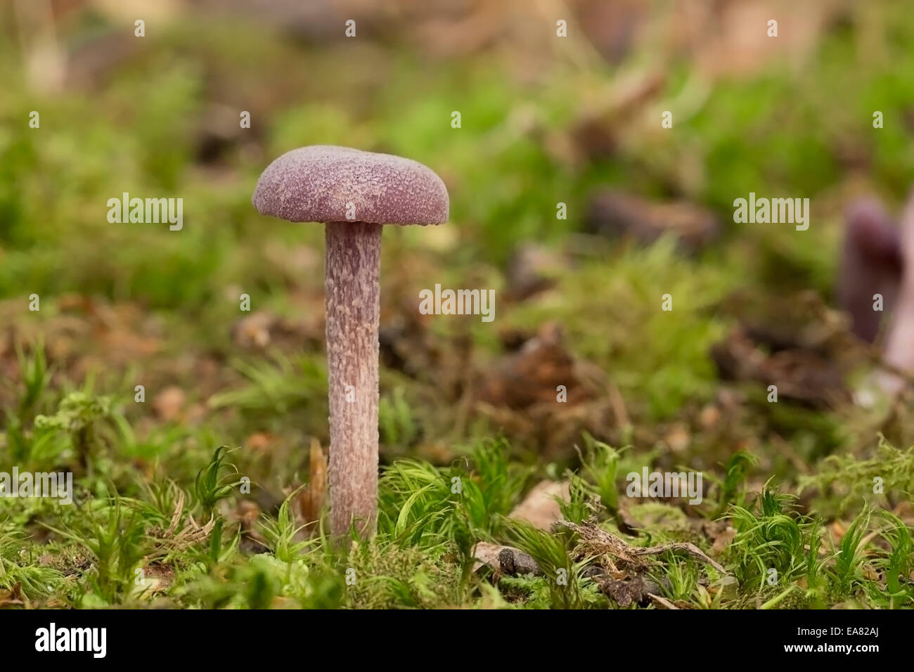 Le fourbe améthyste Laccaria amethystea Banque D'Images