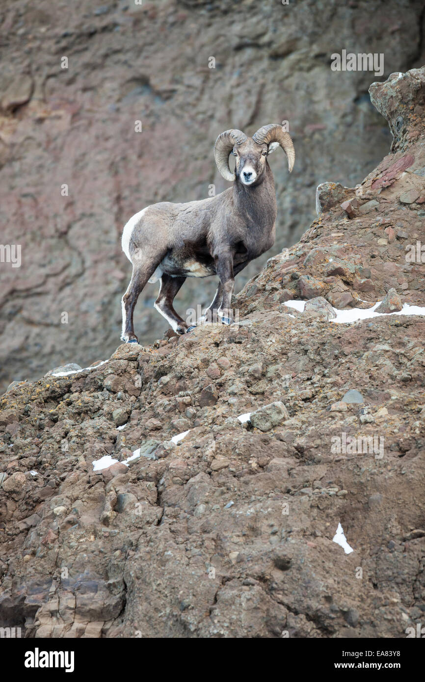 Le mouflon des montagnes Banque D'Images