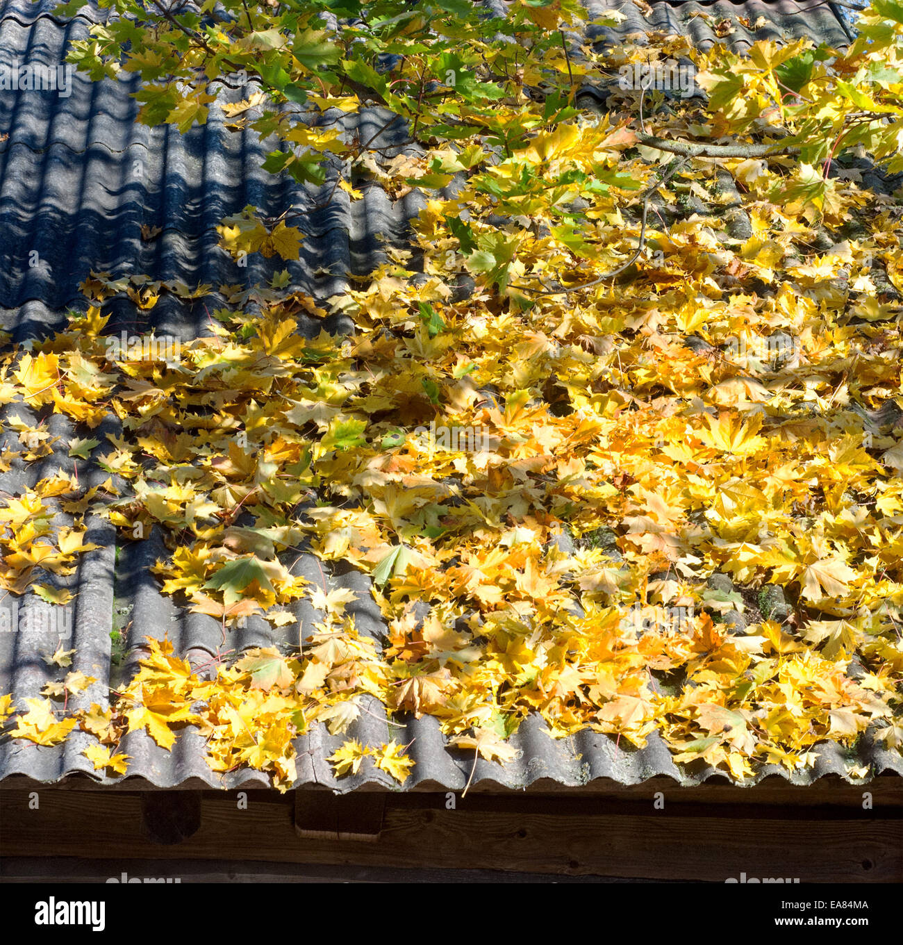 Les feuilles d'automne sur le toit Banque D'Images