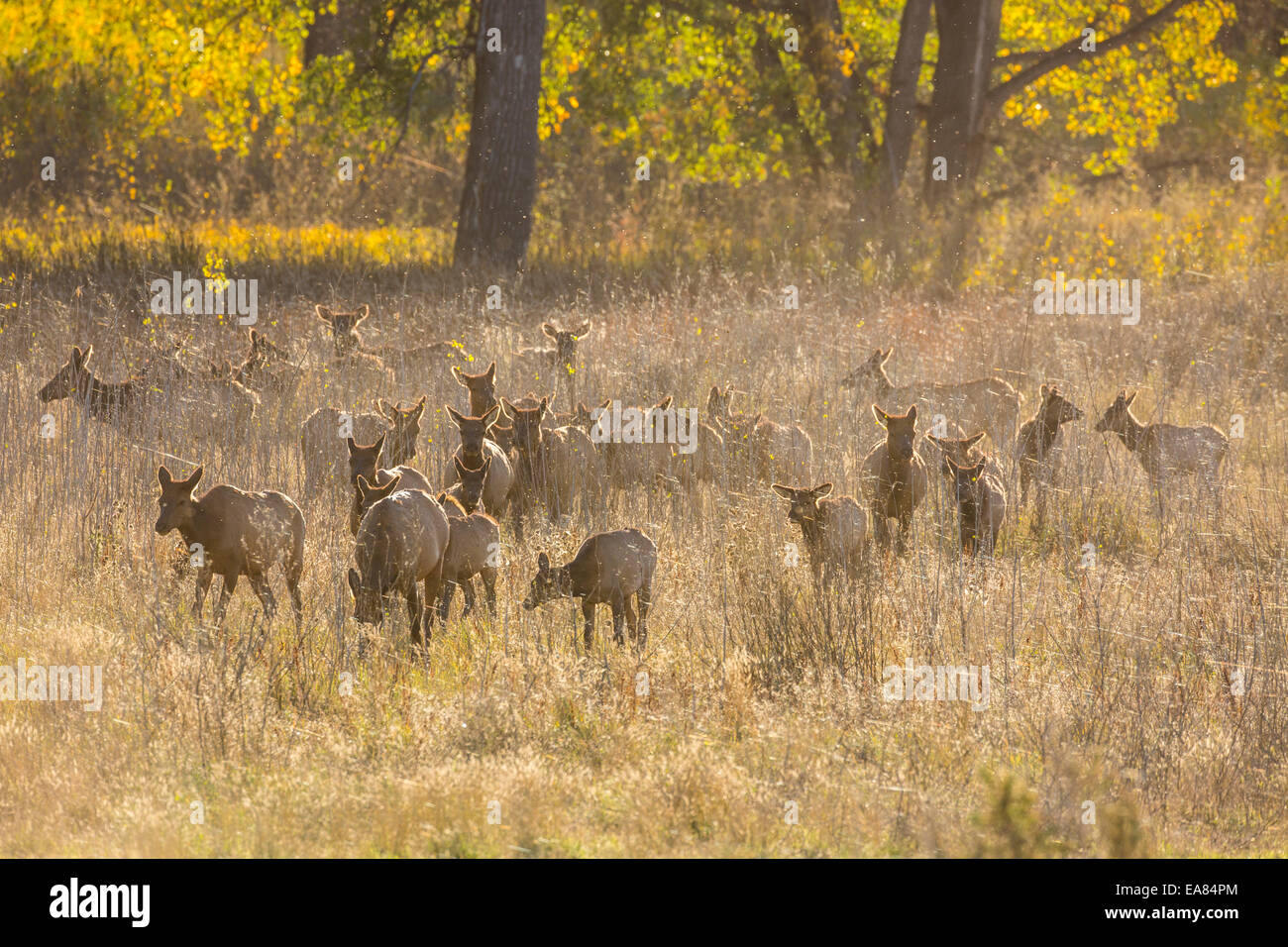 Troupeau de wapitis dans l'habitat riverain dans le Montana Banque D'Images