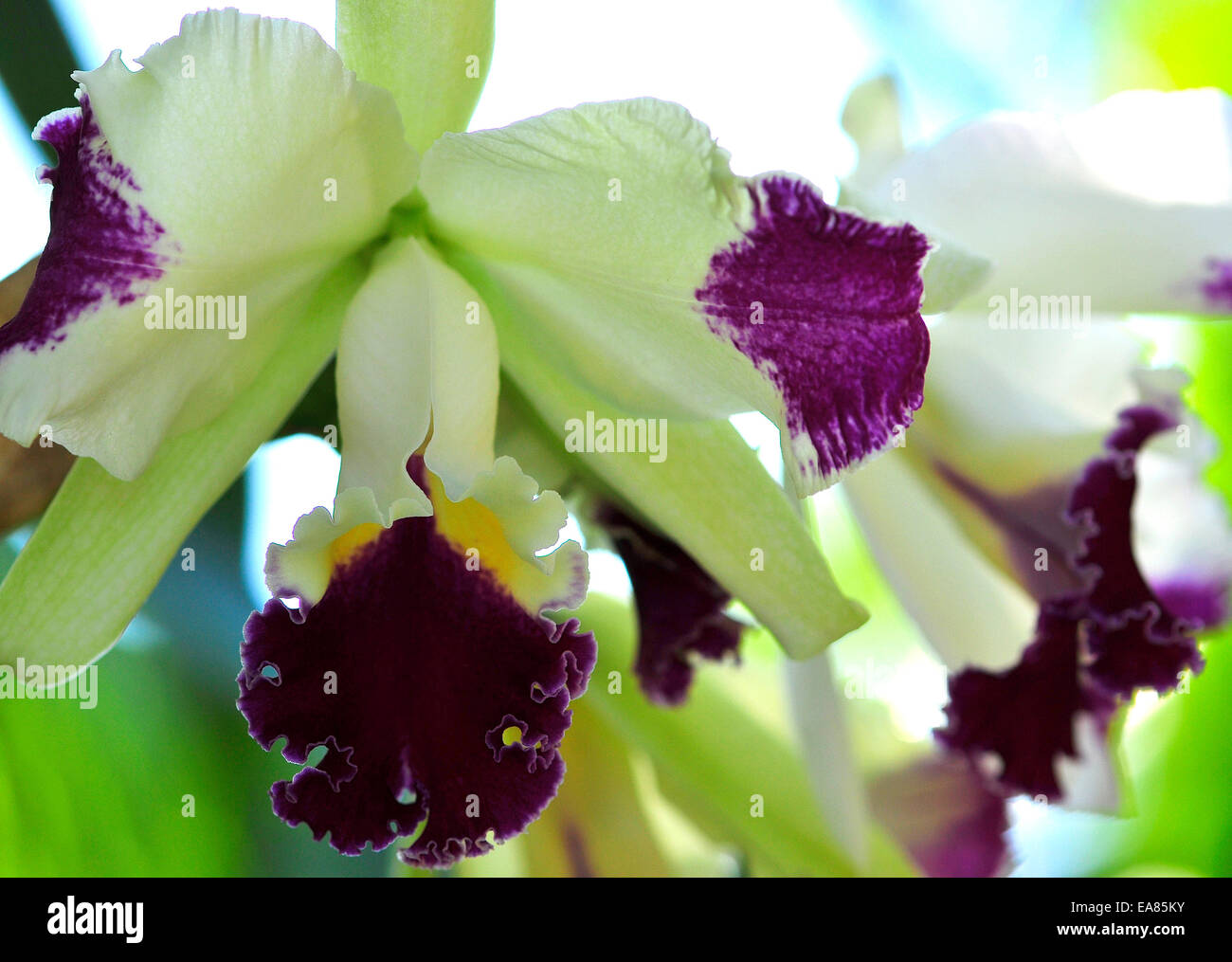 Orchidée pourpre et blanc Banque D'Images