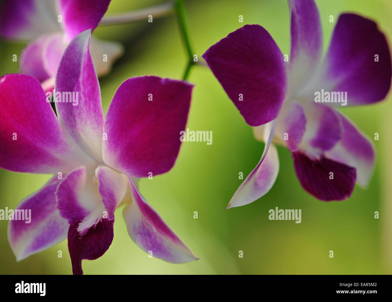 Vanda Mauve et blanc Banque D'Images
