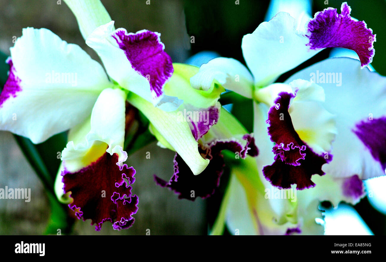 Deux Orchidées Mauve et blanc Banque D'Images