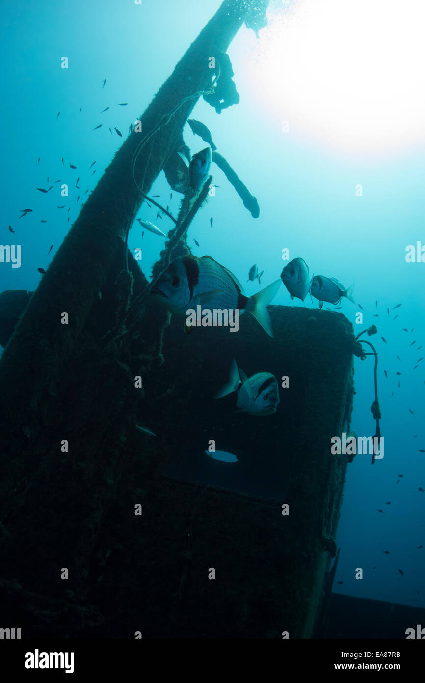 Les deux lignes de la daurade, Diplodus vulgaris, sur une épave à Cirkewwa, Malte, mer Méditerranée. Banque D'Images