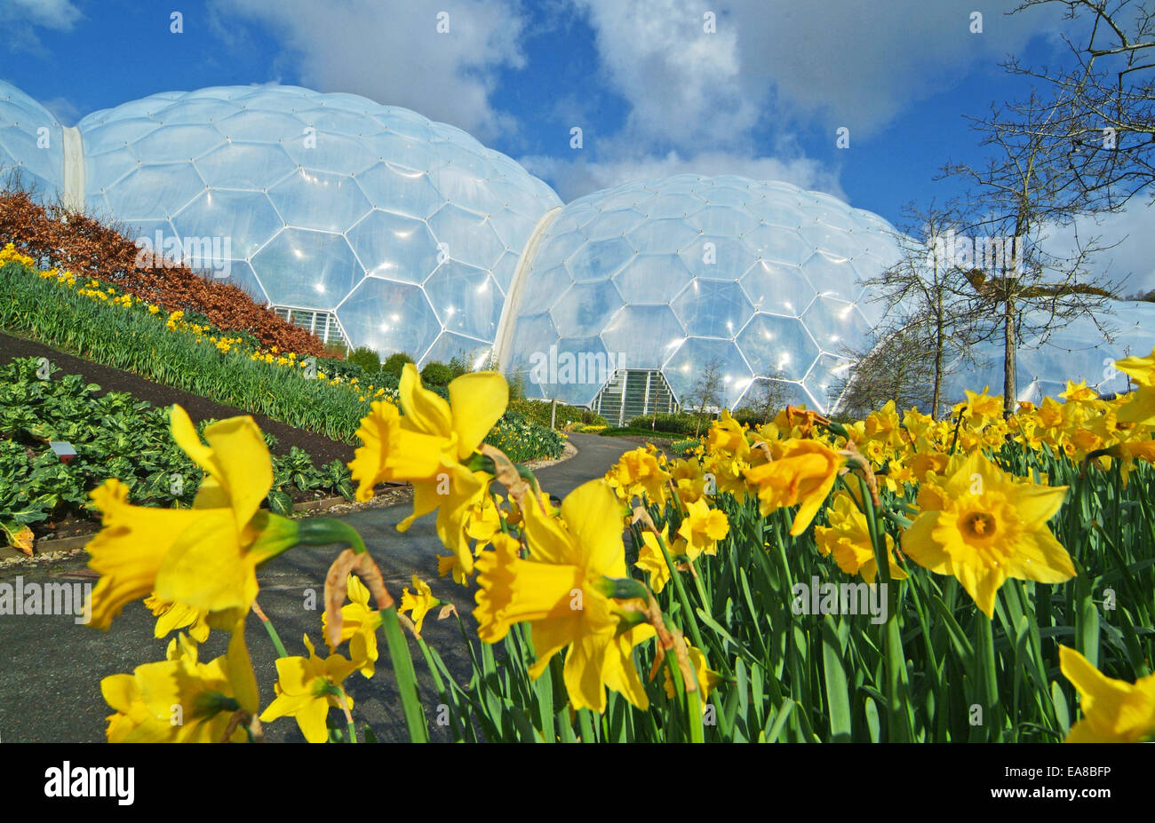 Les jonquilles en fleurs à l'Eden Project avec en arrière-plan des biomes Eden Bodelva Restormel St Austell Cornwall Mi Sud Ouest Engl Banque D'Images