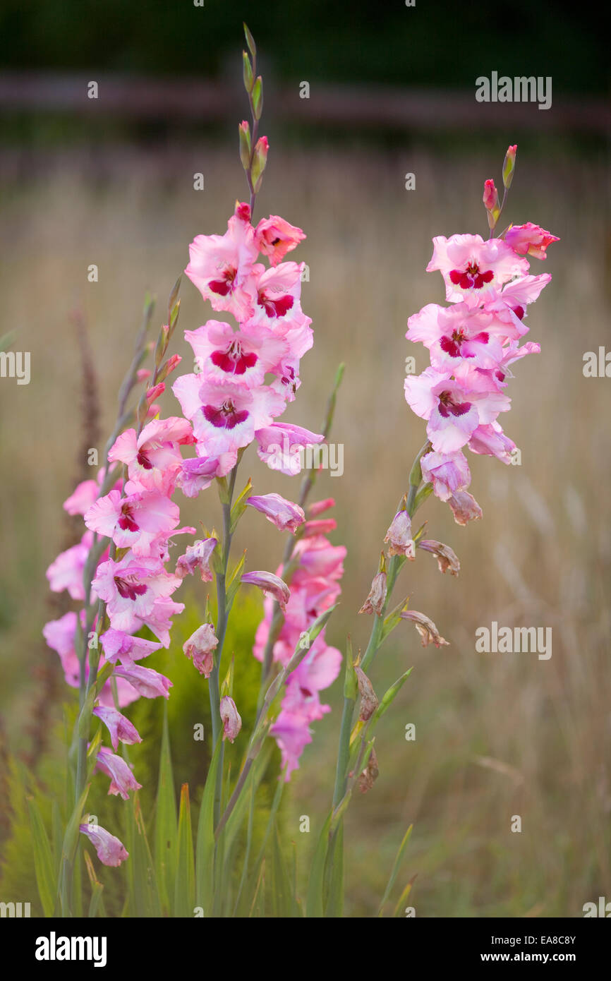 Tall fleurs roses fond glaïeuls contre coupé, prises en format vertical qu'il pousse dans un jardin en Angleterre, Royaume-Uni, l'ue du Nord Banque D'Images