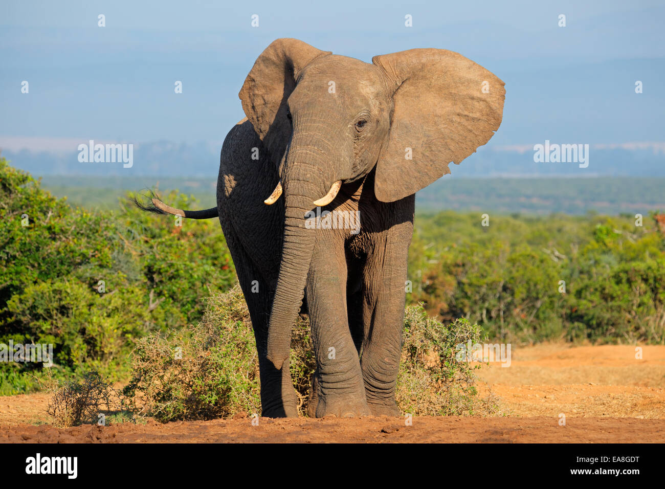 Grand éléphant africain bull (Loxodonta africana), l'Addo Elephant National Park, Afrique du Sud Banque D'Images