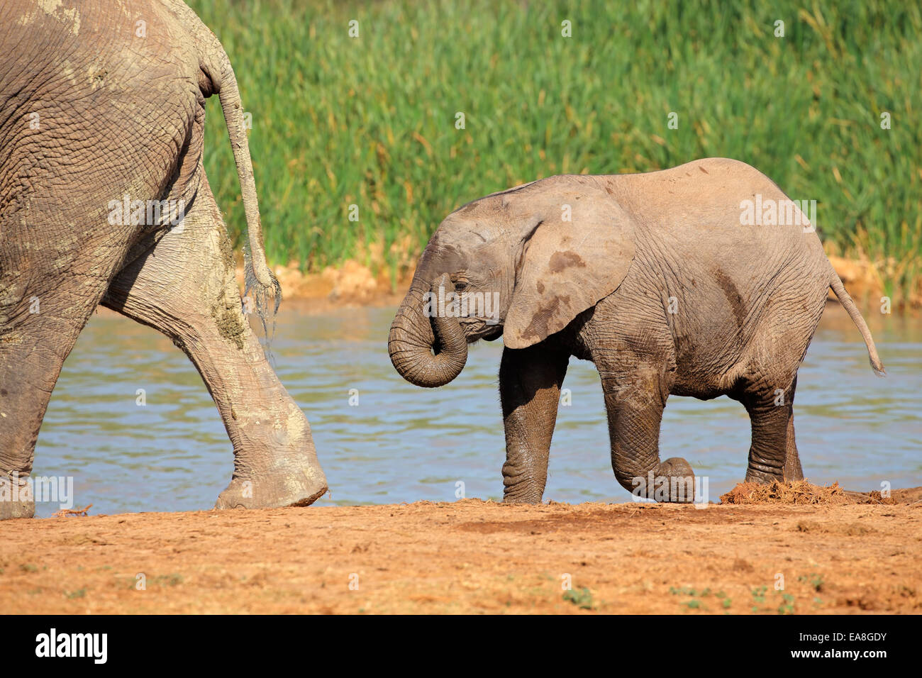 Un bébé éléphant africain (Loxodonta africana) à un point d'Addo Elephant National Park, Afrique du Sud Banque D'Images