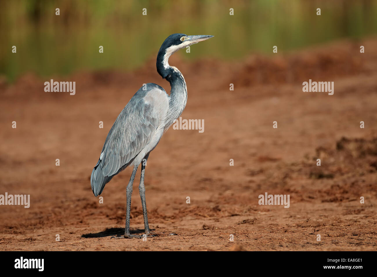 Héron à tête noire (Ardea melanocephala), Afrique du Sud Banque D'Images