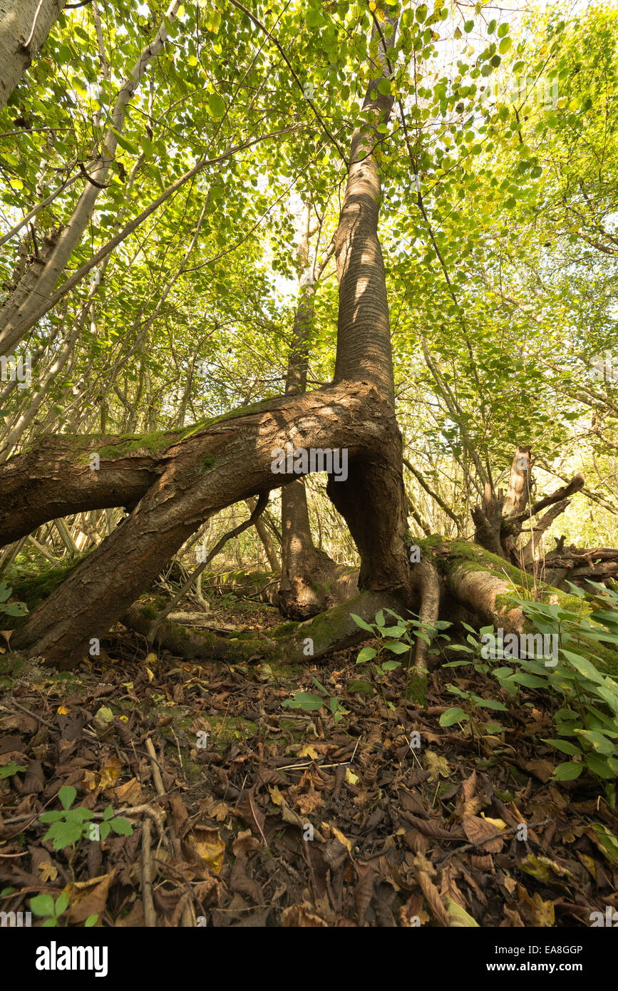 Un arbre de la cerise sauvage soufflé au-dessus de e e l'ouragan de 1987 a envoyé de nouvelles tiges aériennes à partir de la croissance des racines dans une nouvelle arborescence Banque D'Images