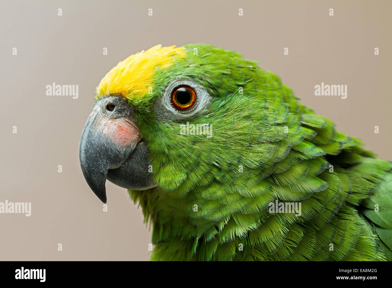 Head shot of a couronné jaune Amazon parrot avec la tête verte avec une tache jaune sur le dessus. Banque D'Images