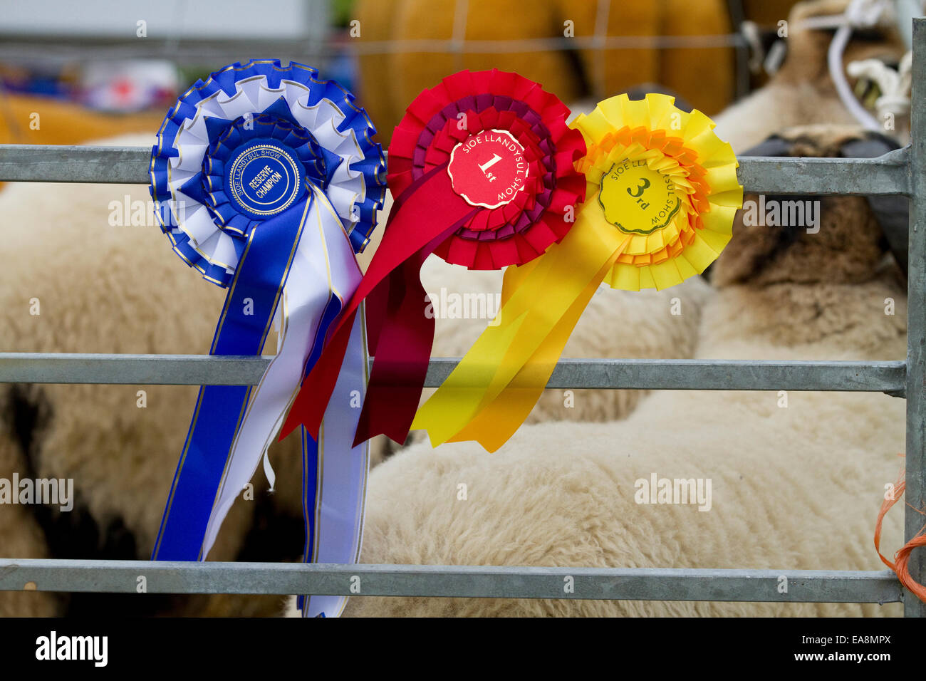 Rosettes gagnante de Llandysul Show, Carmarthenshire, Pays de Galles 2014 sur un moutons Banque D'Images