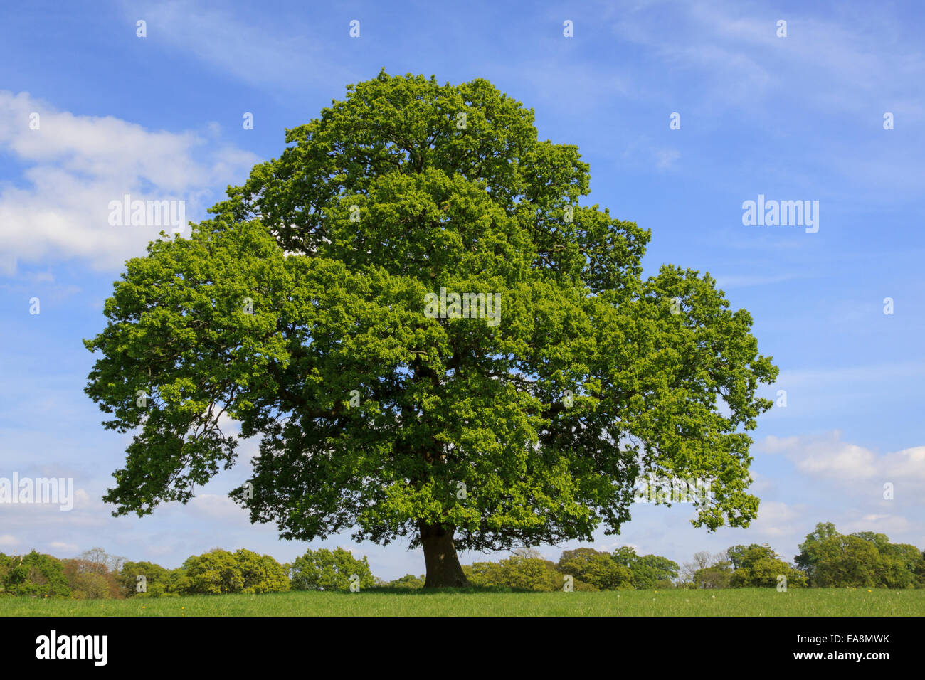 Un seul grand arbre de chêne (Quercus petraea) en terre ouverte à une maison de campagne dans le Royaume-Uni Banque D'Images