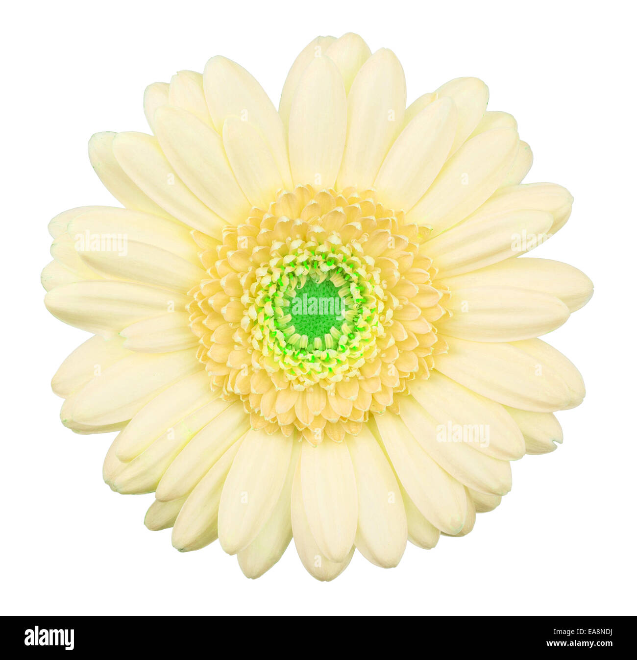 Gerbera Jaune flower isolated, macro, isolated on white Banque D'Images