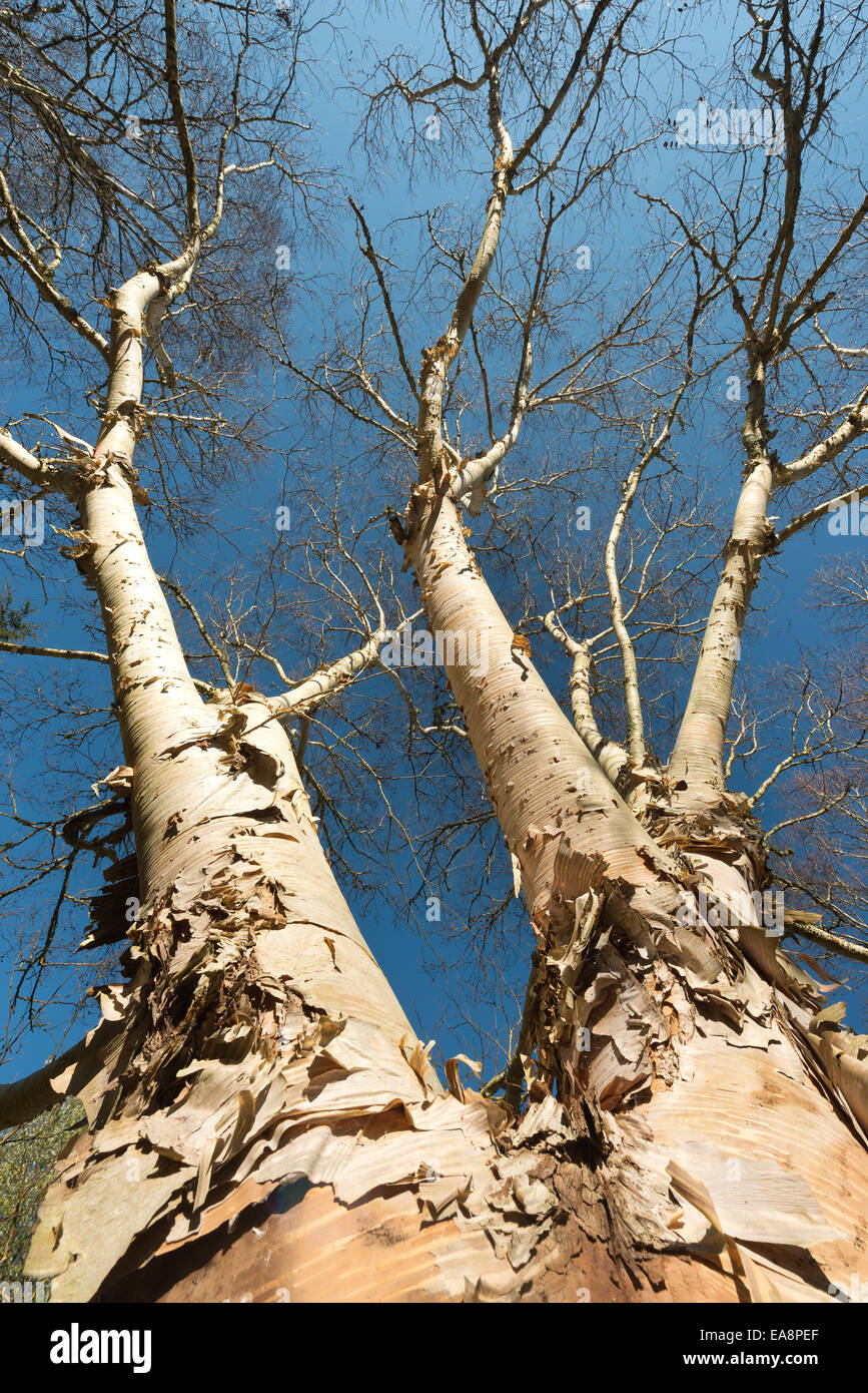 Des feuilles de papier blanc peeling léger belle écorce d'un bouleau  verruqueux par rapport contre le ciel bleu Photo Stock - Alamy