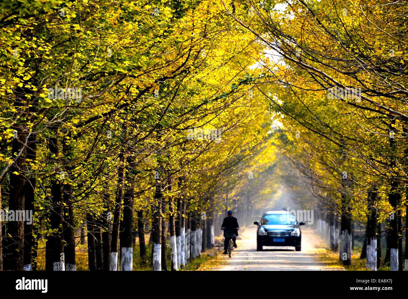 Ji'nan, Chine, la province de Shandong. Nov 9, 2014. Déplacer les véhicules sur une route avec des arbres de ginkgo dans le comté de Tancheng de la ville de Linyi, Shandong Province de Chine orientale, 9 novembre 2014. Credit : Guo Xulei/Xinhua/Alamy Live News Banque D'Images
