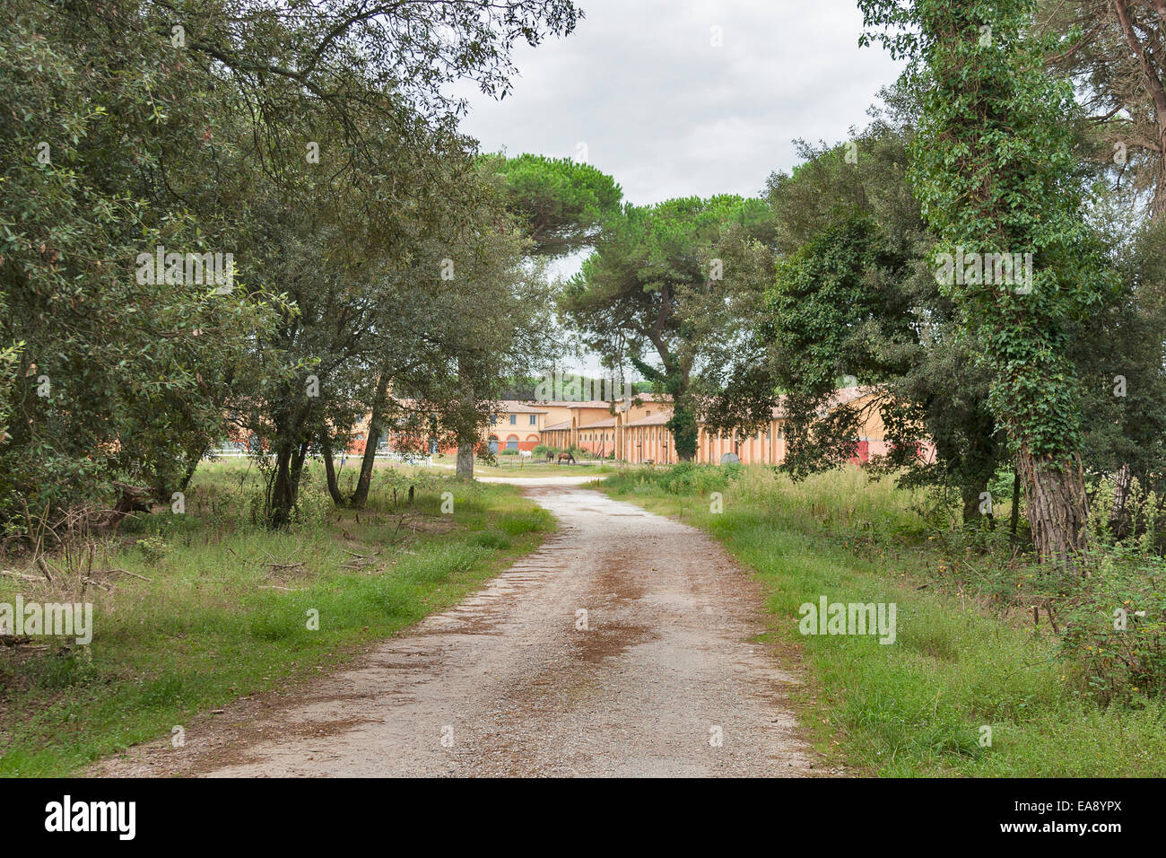 Route à travers la forêt d'anciennes écuries, Toscane, Italie Banque D'Images