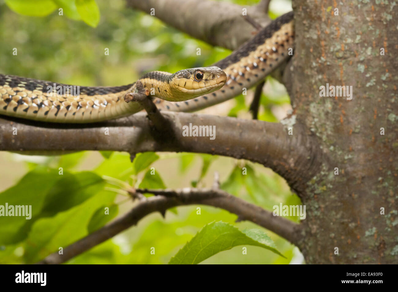 Eastern, Thamnophis sirtalis sirtalis, originaire de l'est Amérique du Nord Banque D'Images