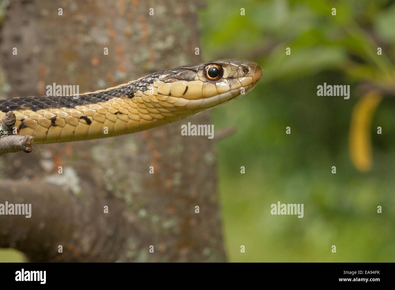 Eastern, Thamnophis sirtalis sirtalis, originaire de l'est Amérique du Nord Banque D'Images