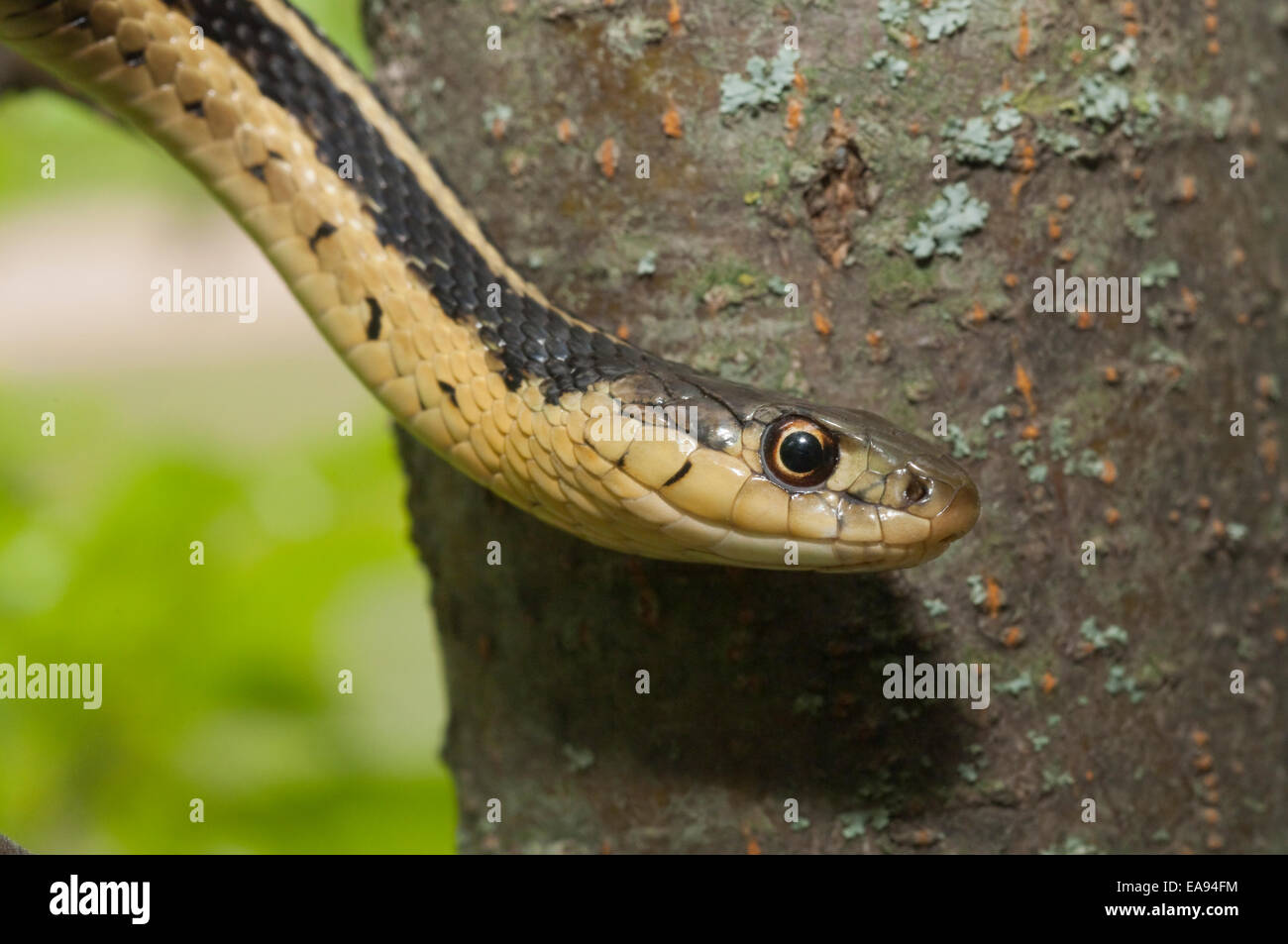 Eastern, Thamnophis sirtalis sirtalis, originaire de l'est Amérique du Nord Banque D'Images
