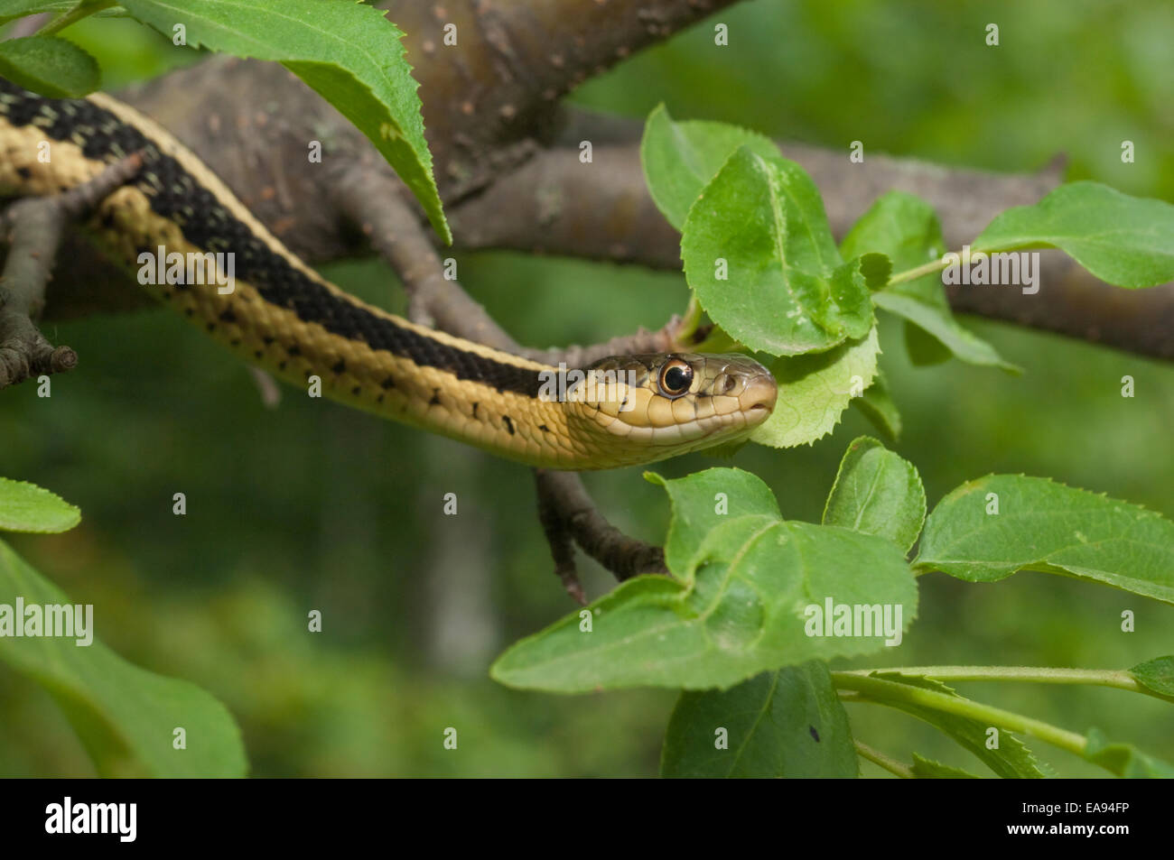 Eastern, Thamnophis sirtalis sirtalis, originaire de l'est Amérique du Nord Banque D'Images