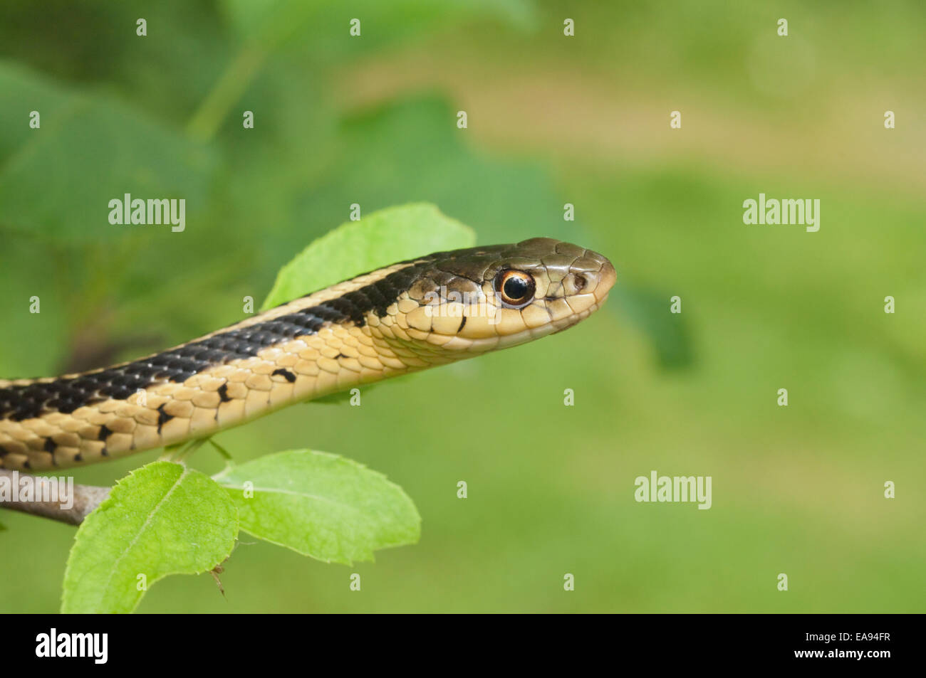 Eastern, Thamnophis sirtalis sirtalis, originaire de l'est Amérique du Nord Banque D'Images