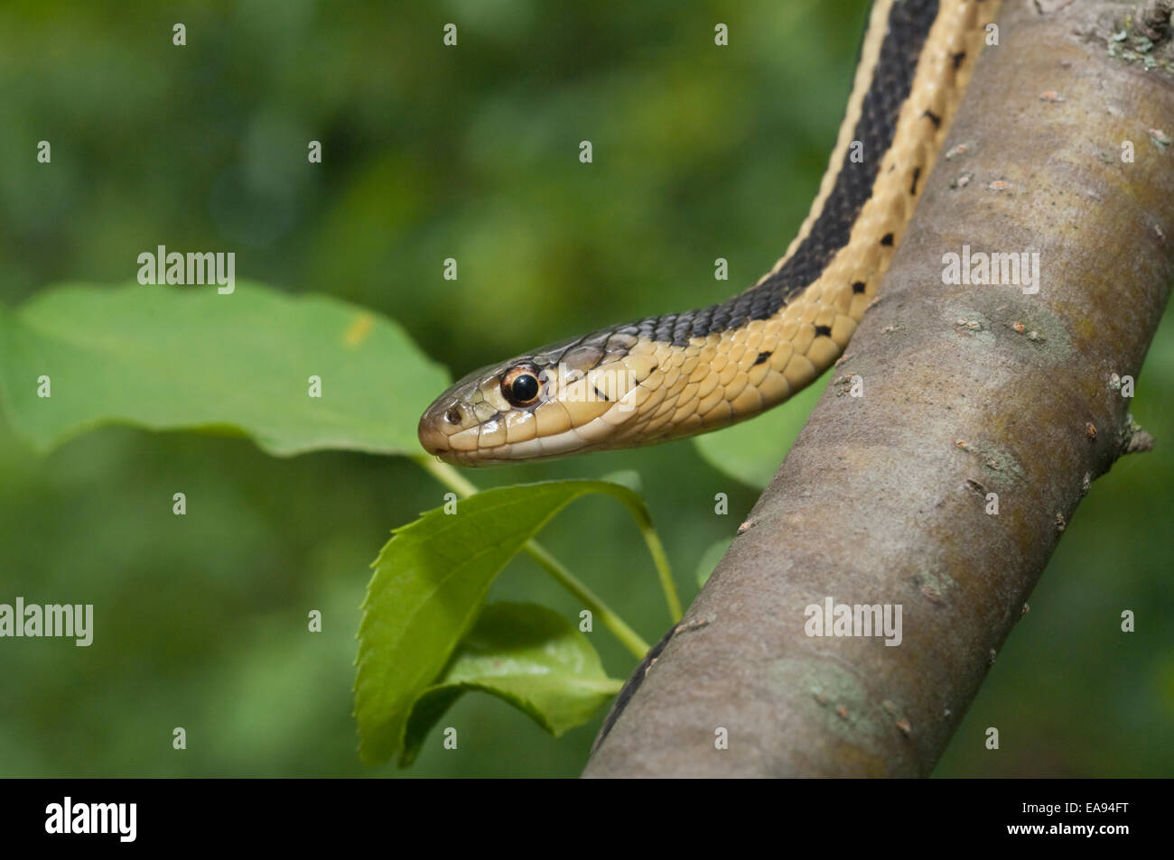 Eastern, Thamnophis sirtalis sirtalis, originaire de l'est Amérique du Nord Banque D'Images