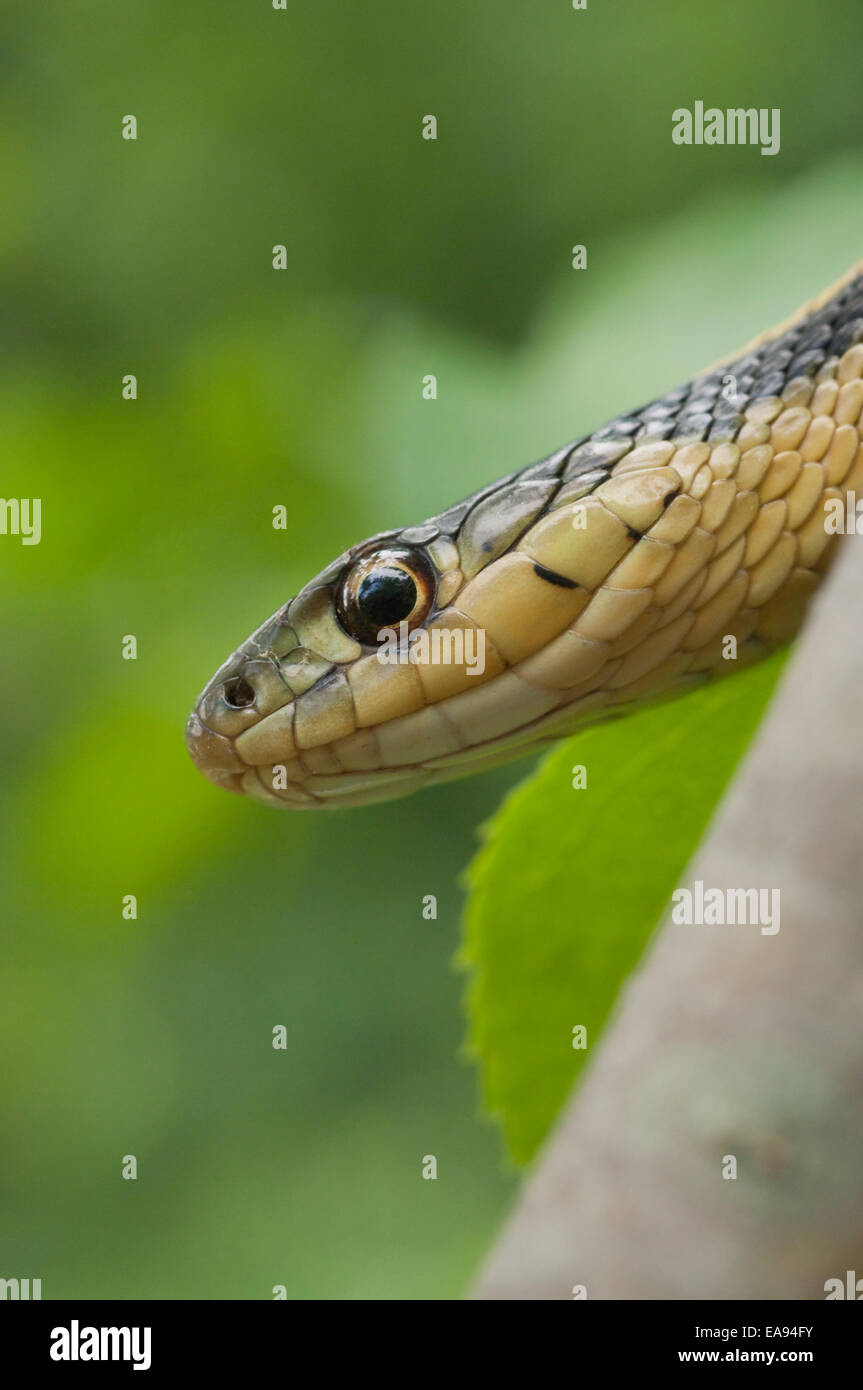 Eastern, Thamnophis sirtalis sirtalis, originaire de l'est Amérique du Nord Banque D'Images