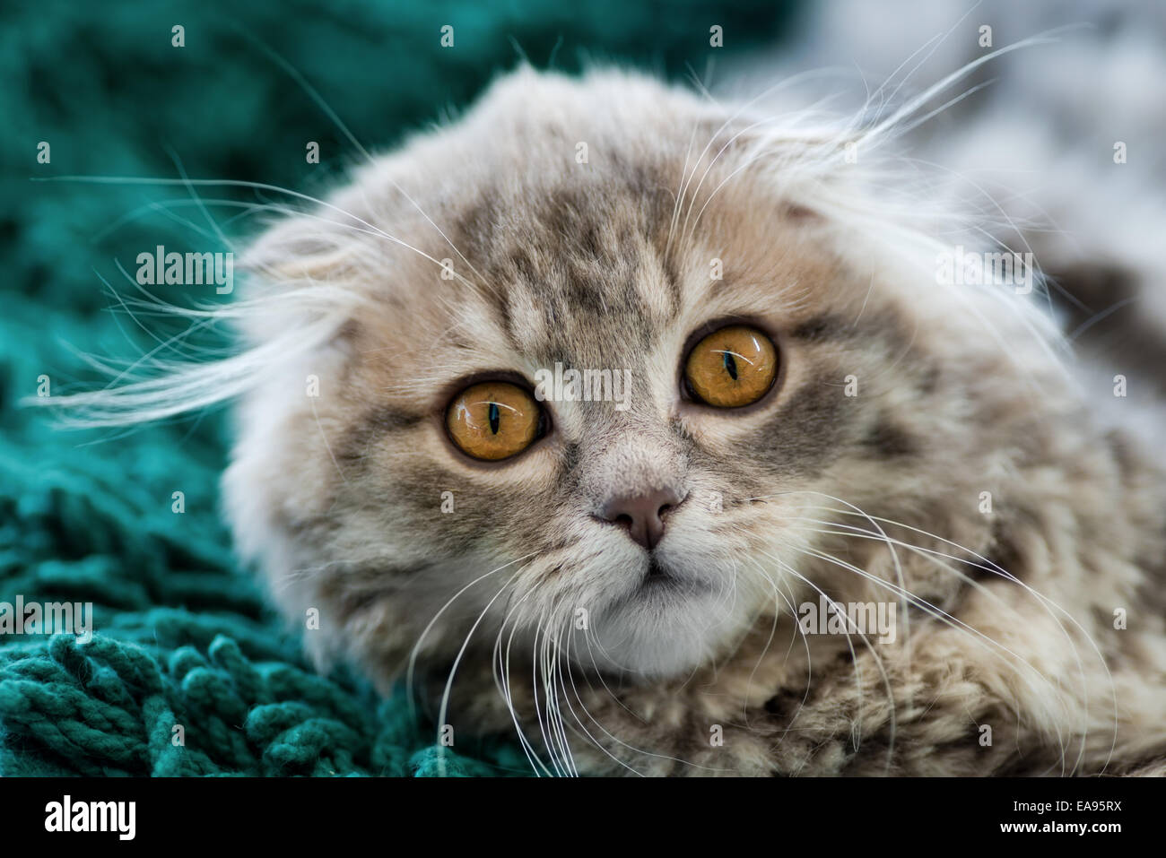 Animaux : Scottish Fold chaton, looking at camera, gros plan, arrière-plan flou Banque D'Images