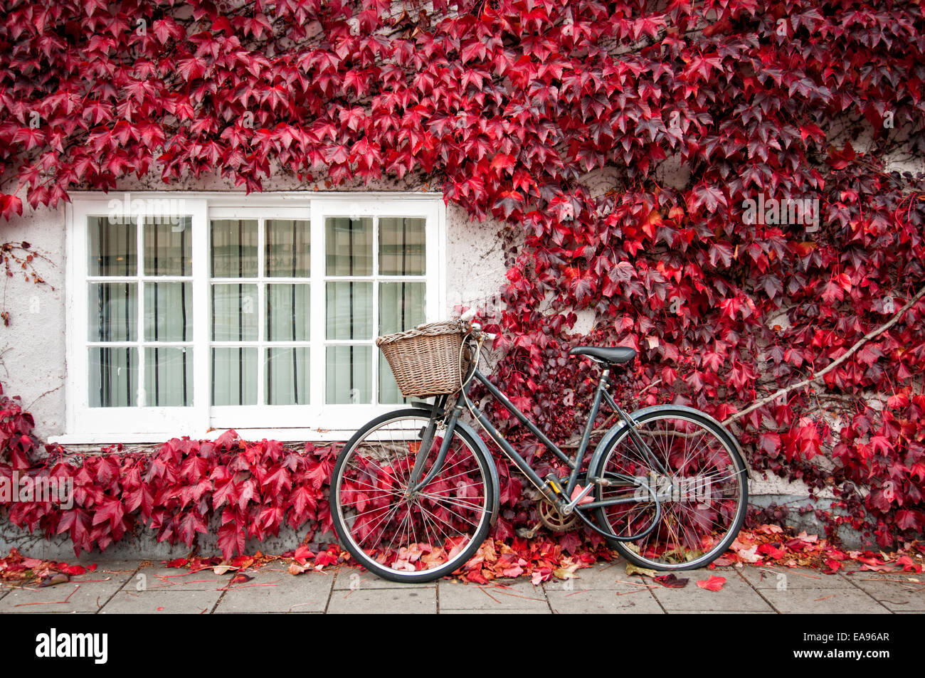 Vélo appuyé contre un bâtiment couvert de vin sauvage (Parthenocissus) à Oxford Angleterre en automne Banque D'Images