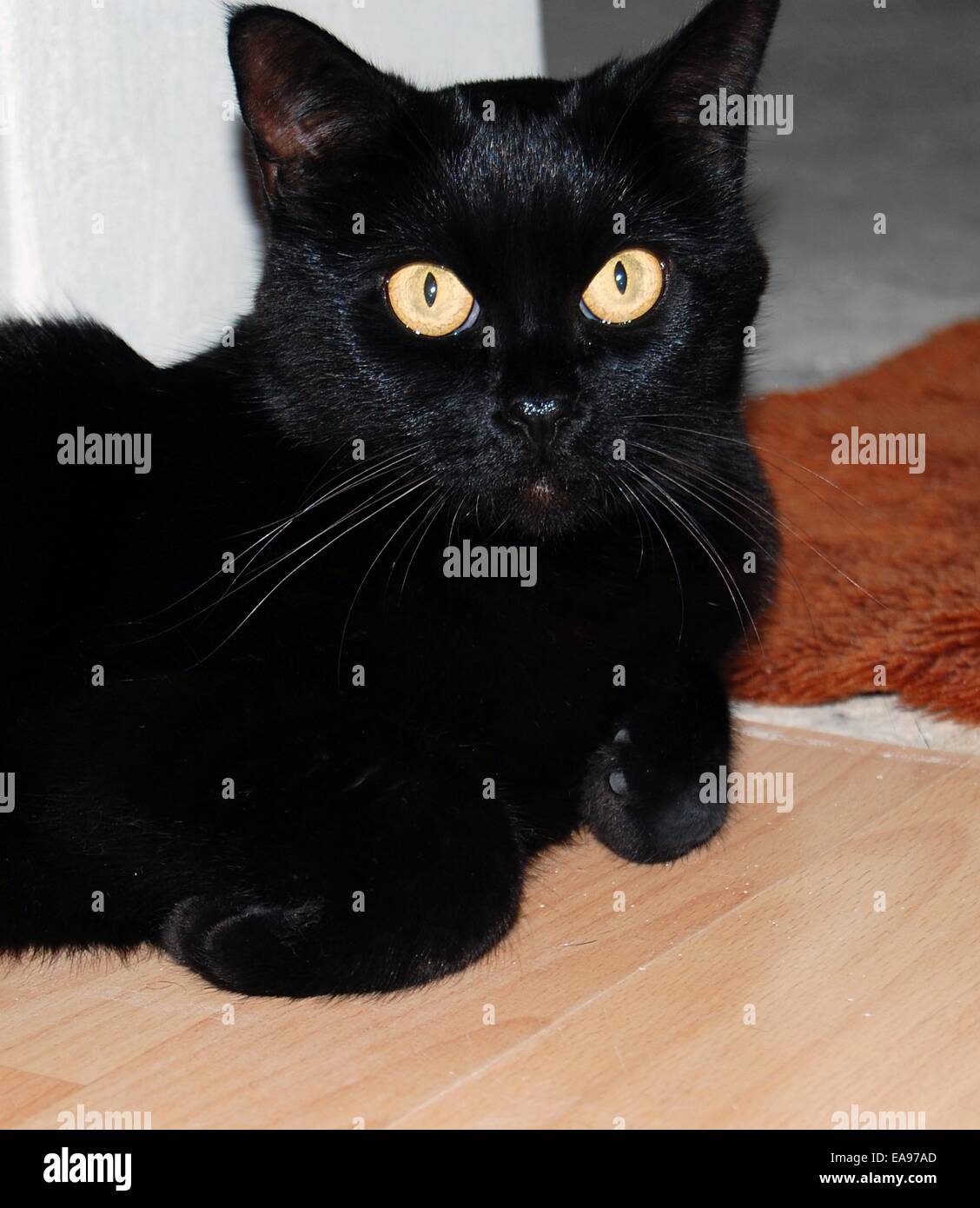 Chat noir, animal de compagnie, se reposant après l'alimentation. Banque D'Images
