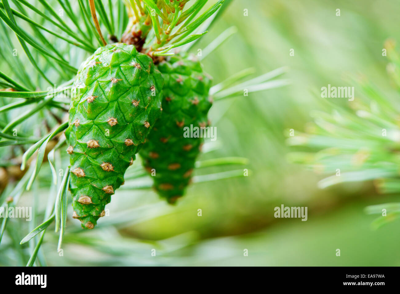 Scotch écossais vert ou sur les cônes de pin Pinus sylvestris arbre qui pousse dans les forêts de conifères à feuilles persistantes. Occidentale, la Pologne. Banque D'Images