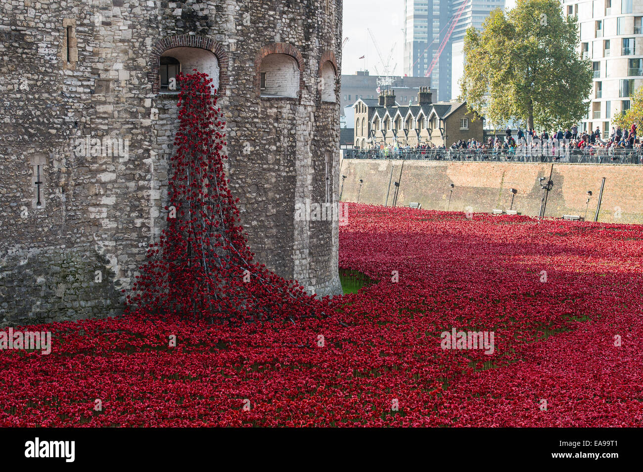 Coquelicots à tour de Londres coquelicots afficher Banque D'Images