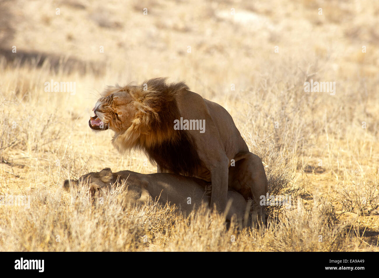 Lions (Panthera leo) se accouplant sur les plaines ouvertes, parc Kgalagadi Transfontier, Afrique du Sud Banque D'Images