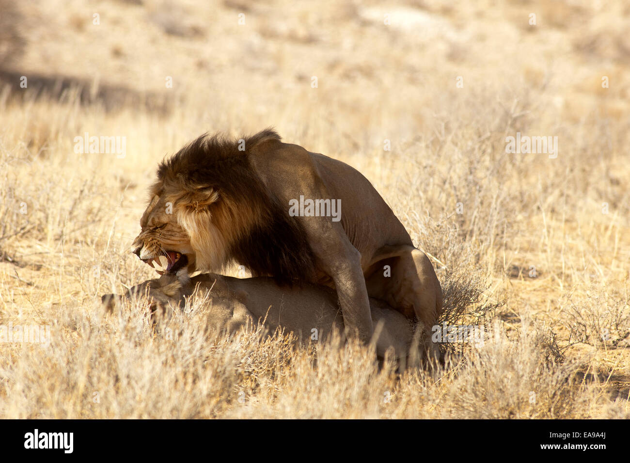 Lions (Panthera leo) se accouplant sur les plaines ouvertes, parc Kgalagadi Transfontier, Afrique du Sud Banque D'Images
