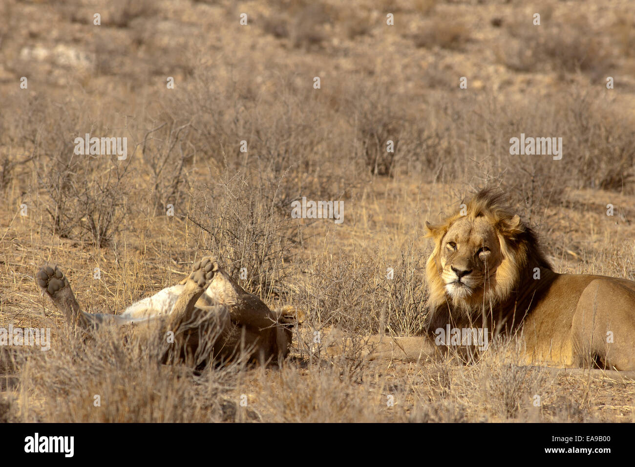 Lions (Panthera leo) sur les plaines ouvertes, parc Kgalagadi Transfontier, Afrique du Sud Banque D'Images