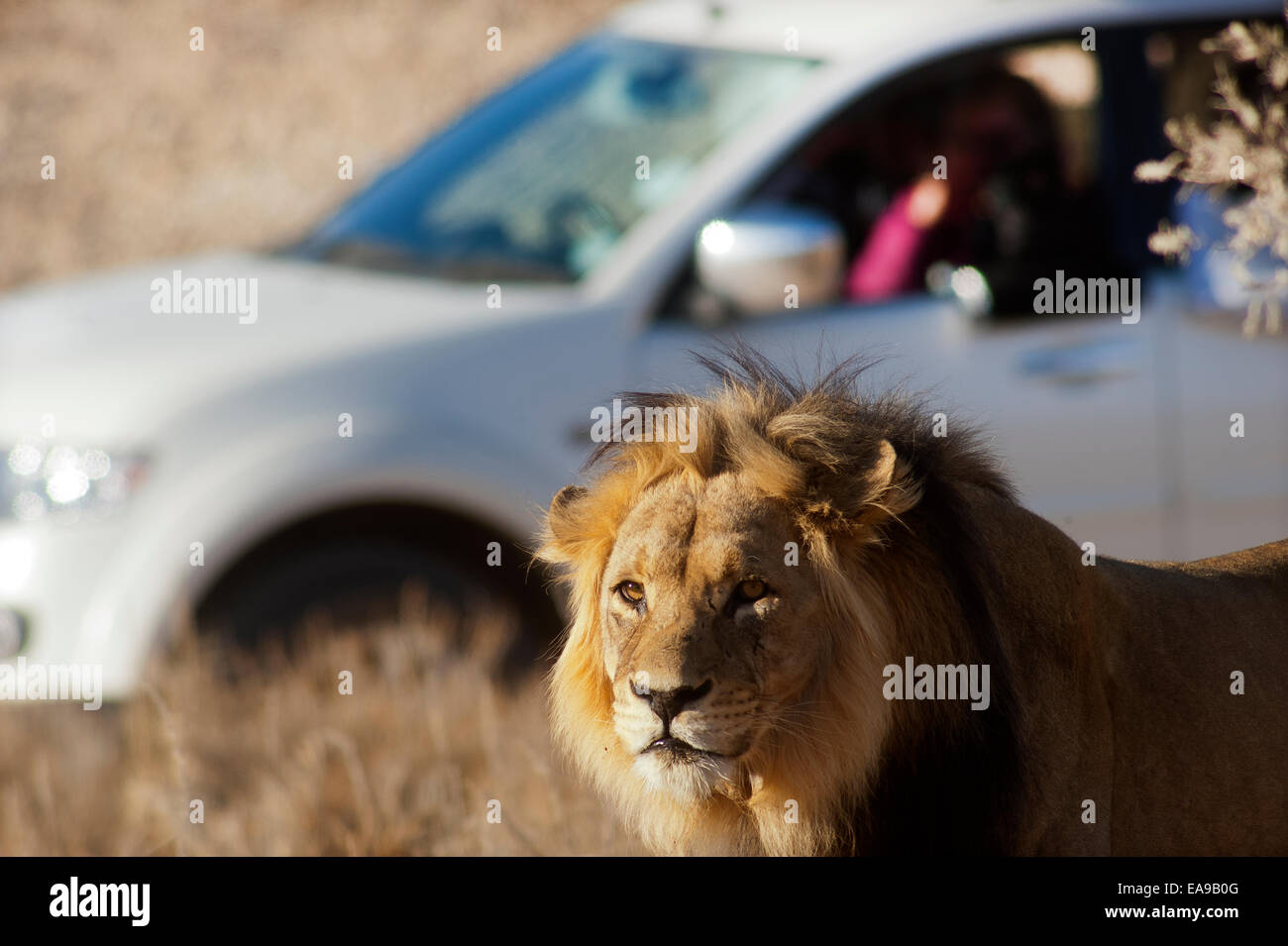 Lion (Panthera leo) sur les plaines ouvertes, parc Kgalagadi Transfontier, Afrique du Sud Banque D'Images