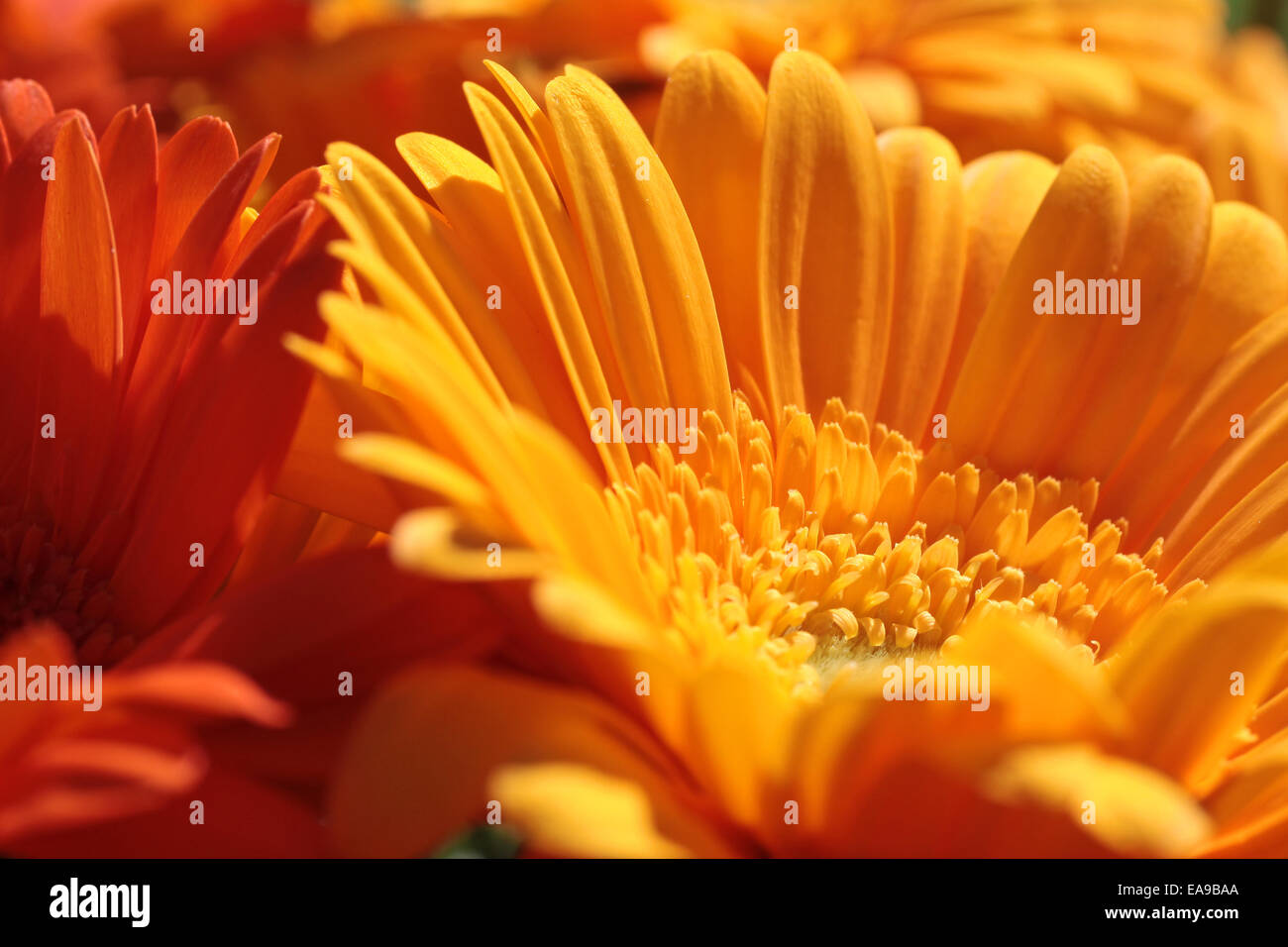 Close up de plusieurs fleurs gerbera orange Banque D'Images
