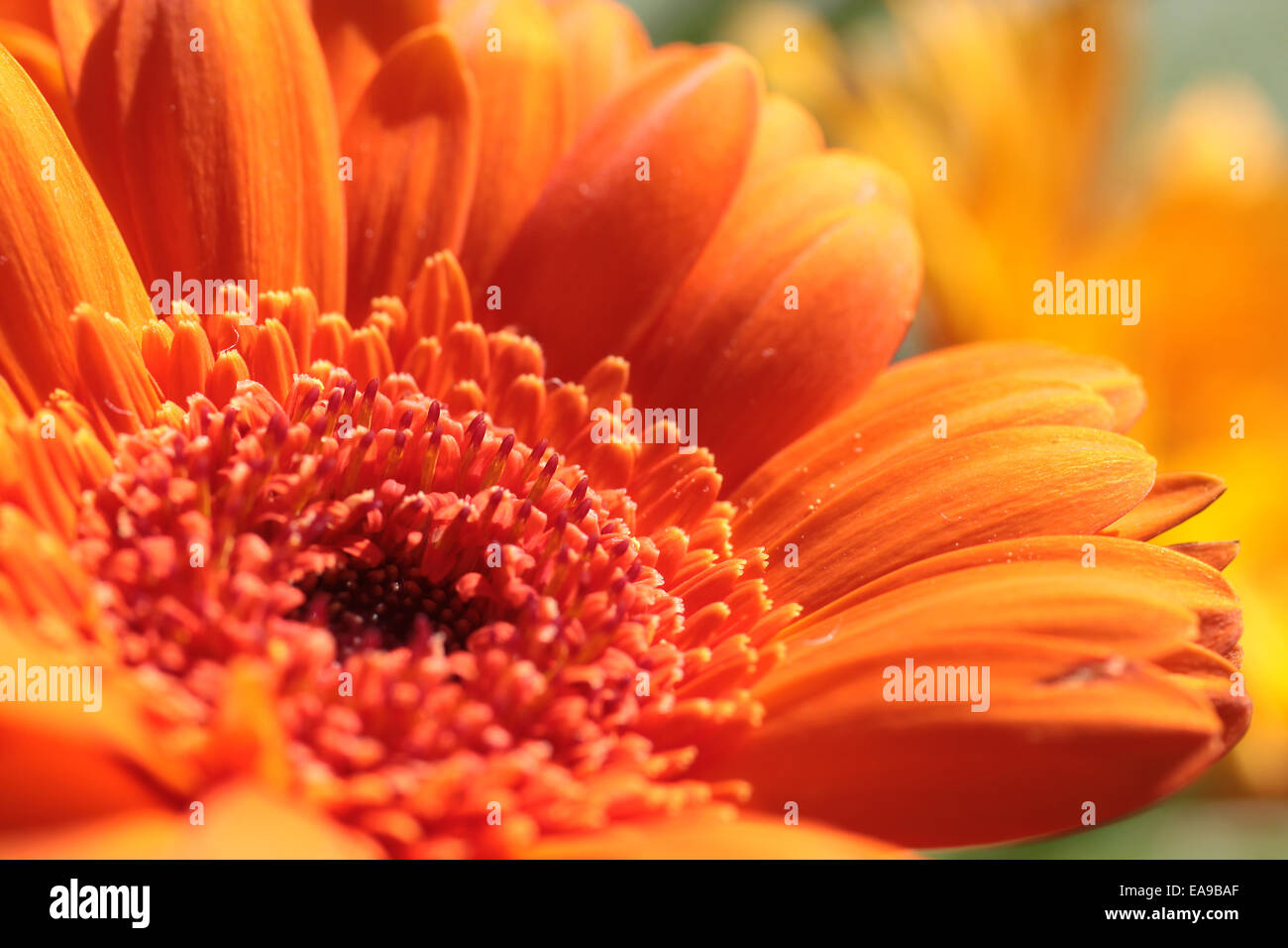 Close up de plusieurs fleurs gerbera orange Banque D'Images
